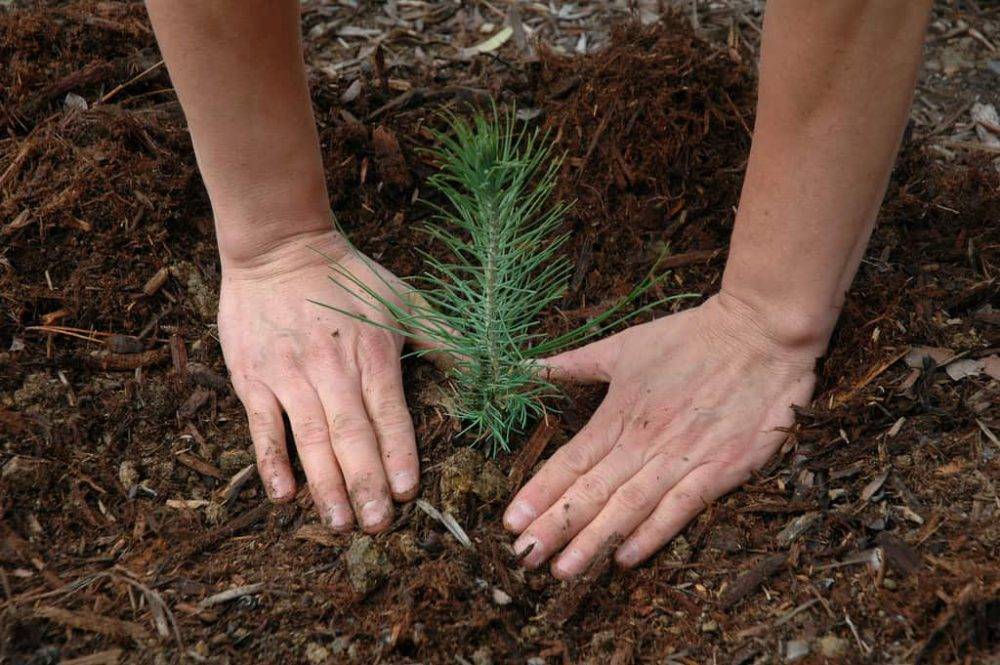 planting trees