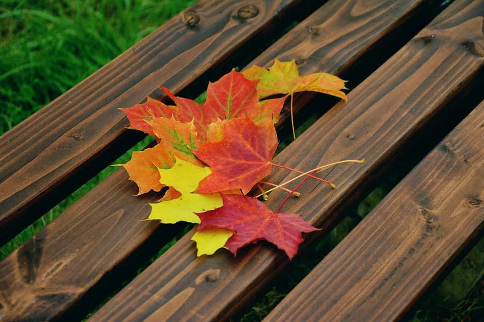 autumn season